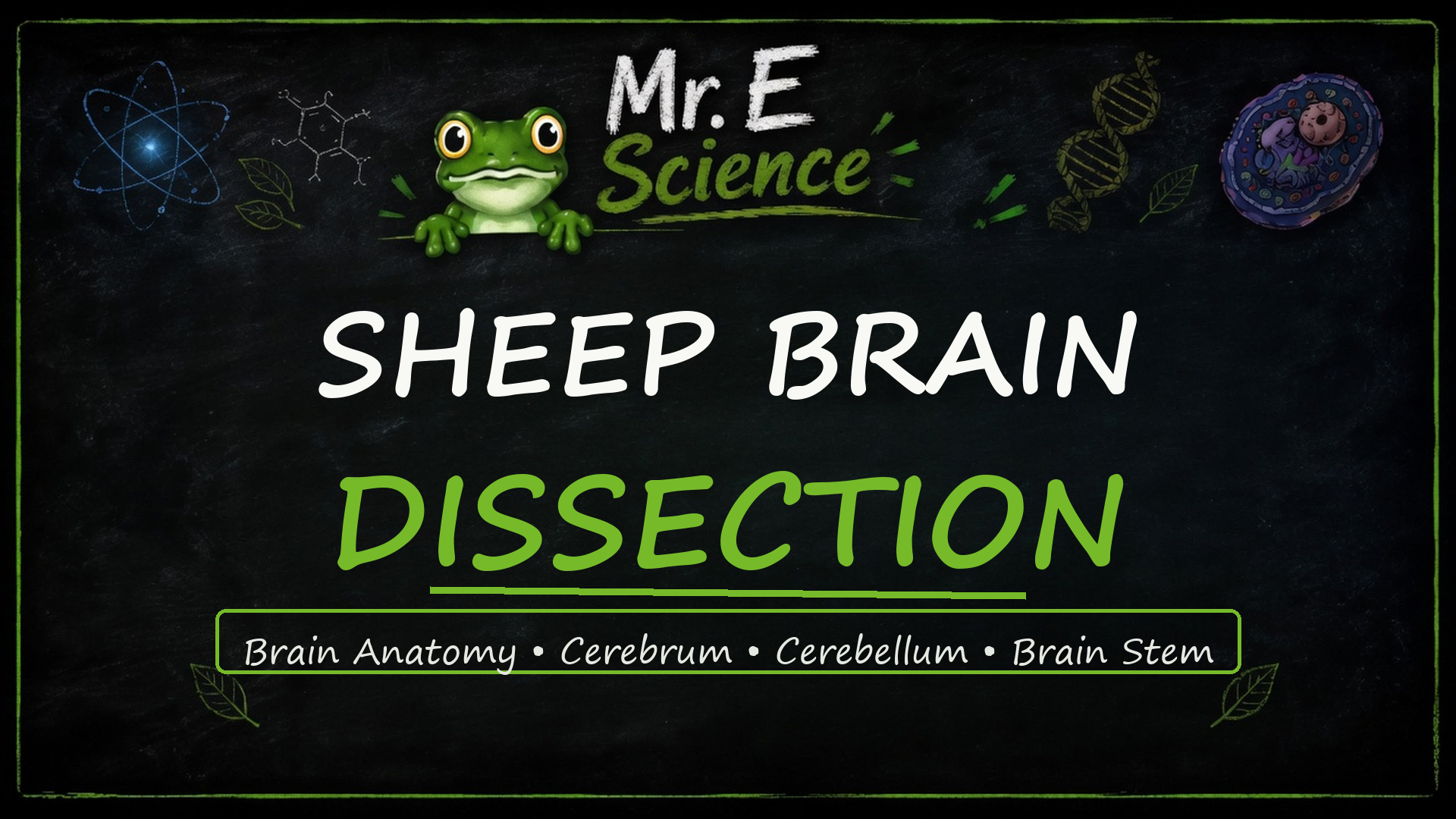 Sheep Brain Dissection